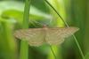 Idaea macilentaria
